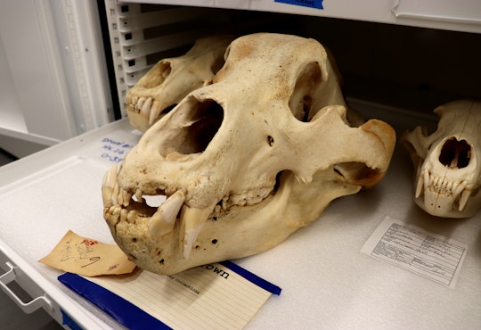 Bear Skulls